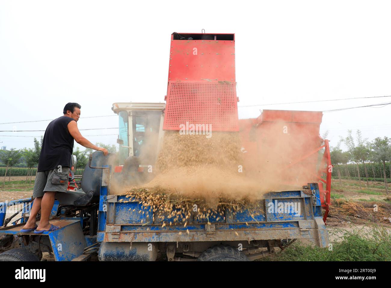 CONTEA DI LUANNAN, provincia di Hebei, Cina - 14 settembre: Gli agricoltori gestiscono raccoglitrici di arachidi per scaricare le arachidi nei campi Foto Stock