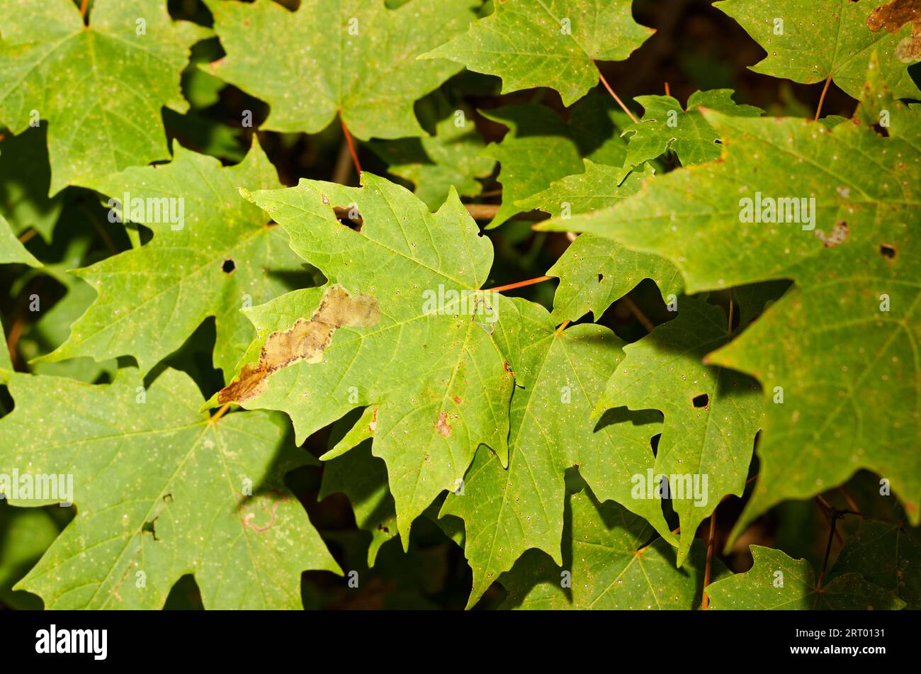 Antracnoso infetto foglia d'acero. Quebec, Canada Foto Stock