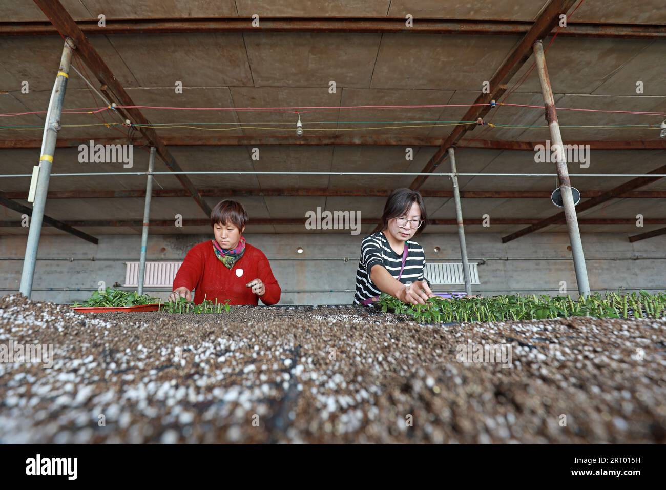 CONTEA DI LUANNAN, provincia di Hebei, Cina - 21 settembre 2020: Il giardiniere sta tagliando. Le talee di rose sono nella nursery Foto Stock