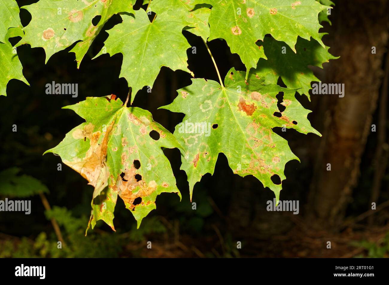 Antracnosi infetta foglie d'acero. Quebec, Canada Foto Stock