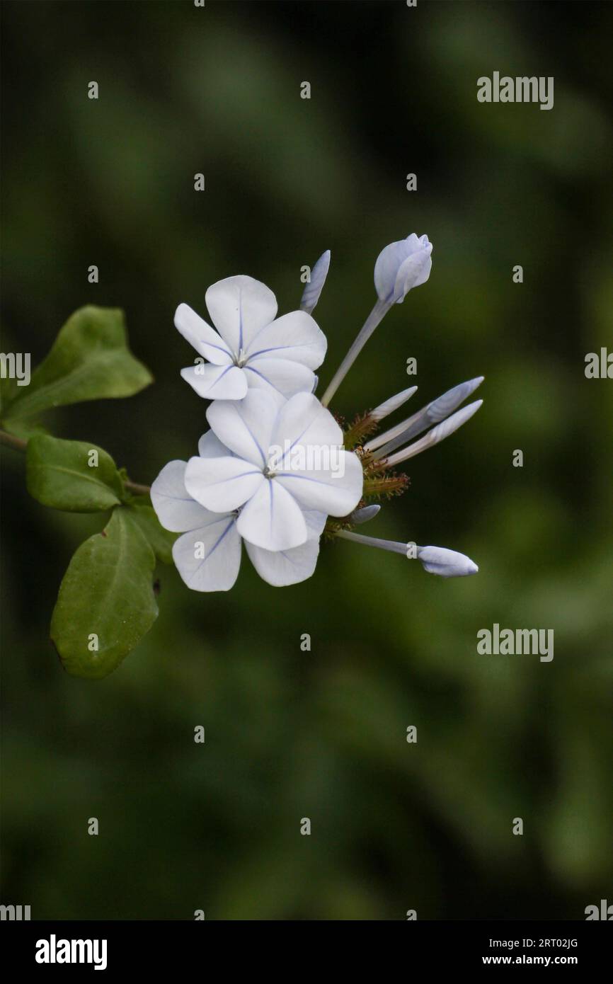 filetto di mantello, fiore bianco plumbago con bokeh verde fogliame Foto Stock