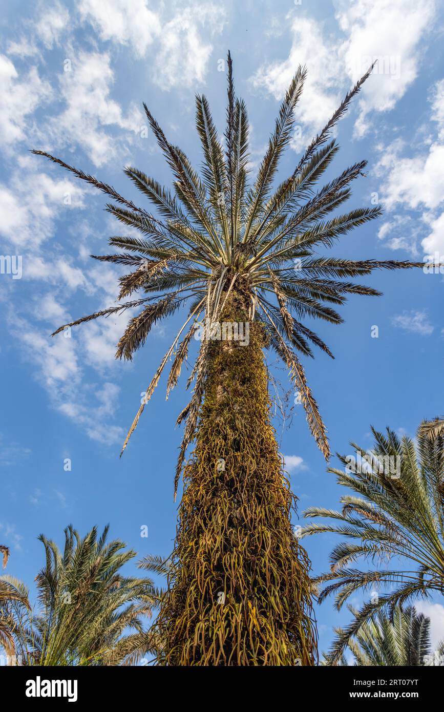 Dattero Palm cresce in clima tropicale , Thailandia. Foto Stock