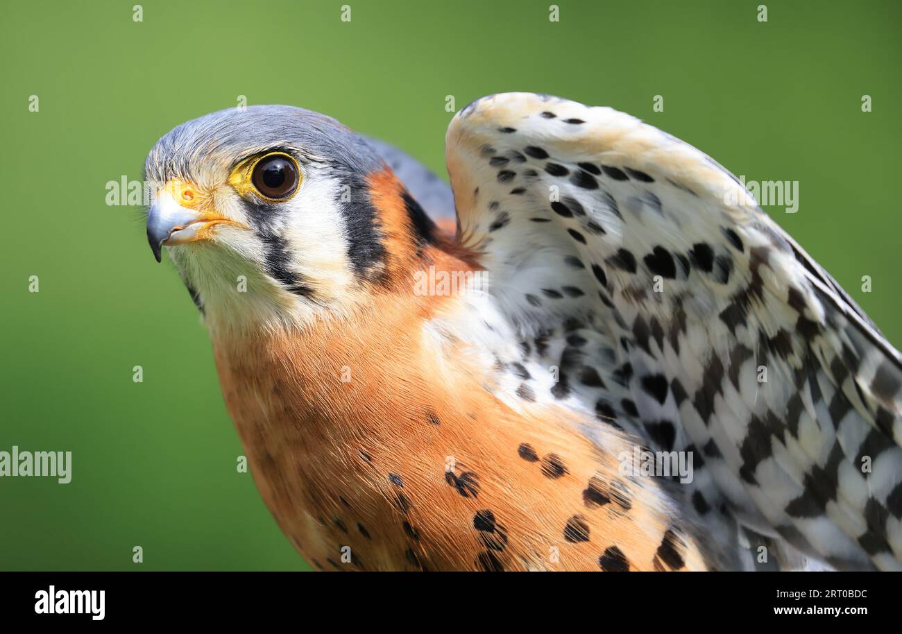 Primo piano di un Kestrel americano, Montreal, Canada Foto Stock