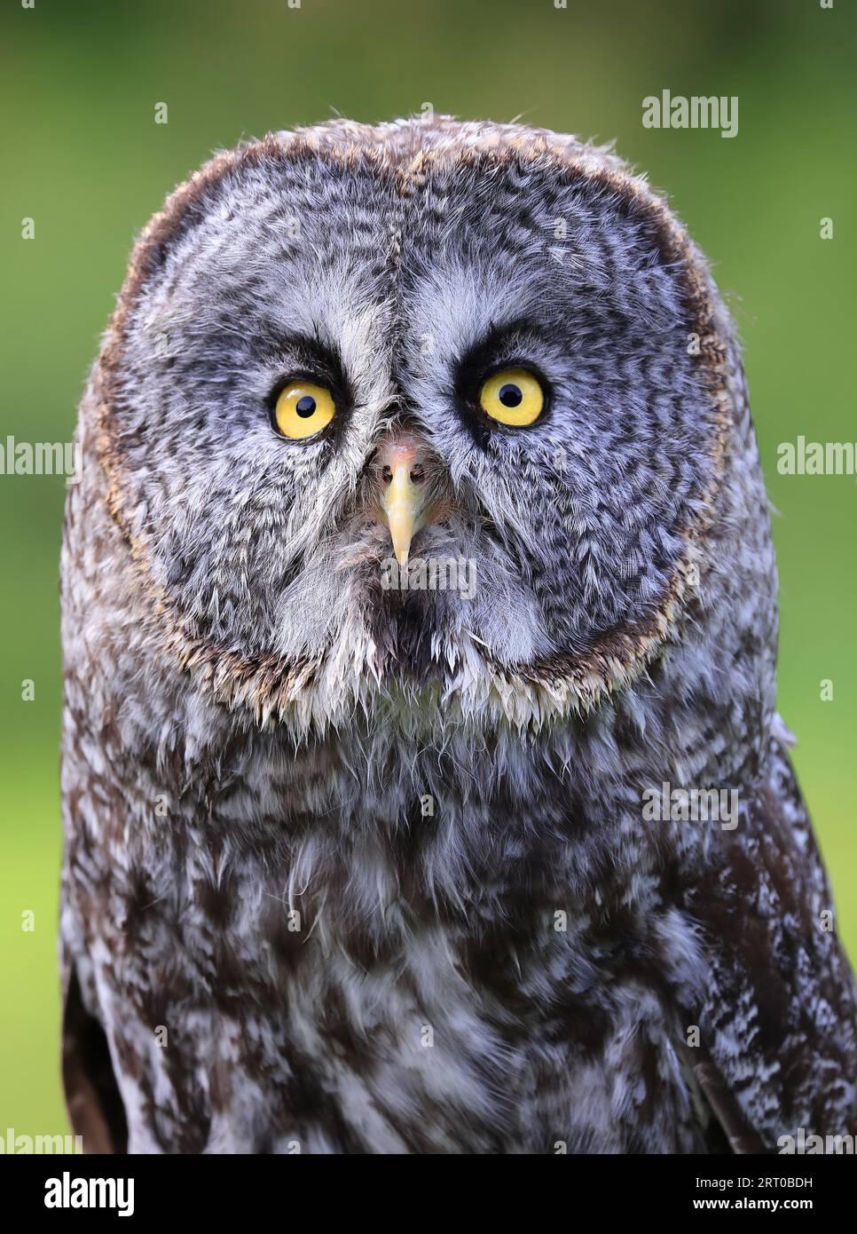 Great Grey Owl ritratto nella foresta, Quebec, Canada Foto Stock