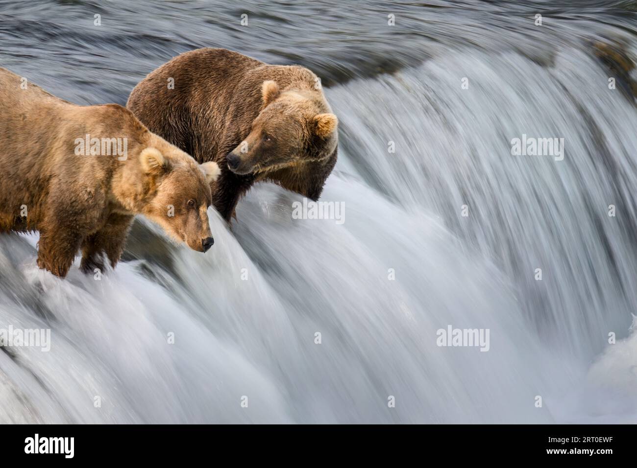 Due orsi bruni che pescano il salmone a Brooks Falls. Katmai National Park. Alaska. Foto Stock