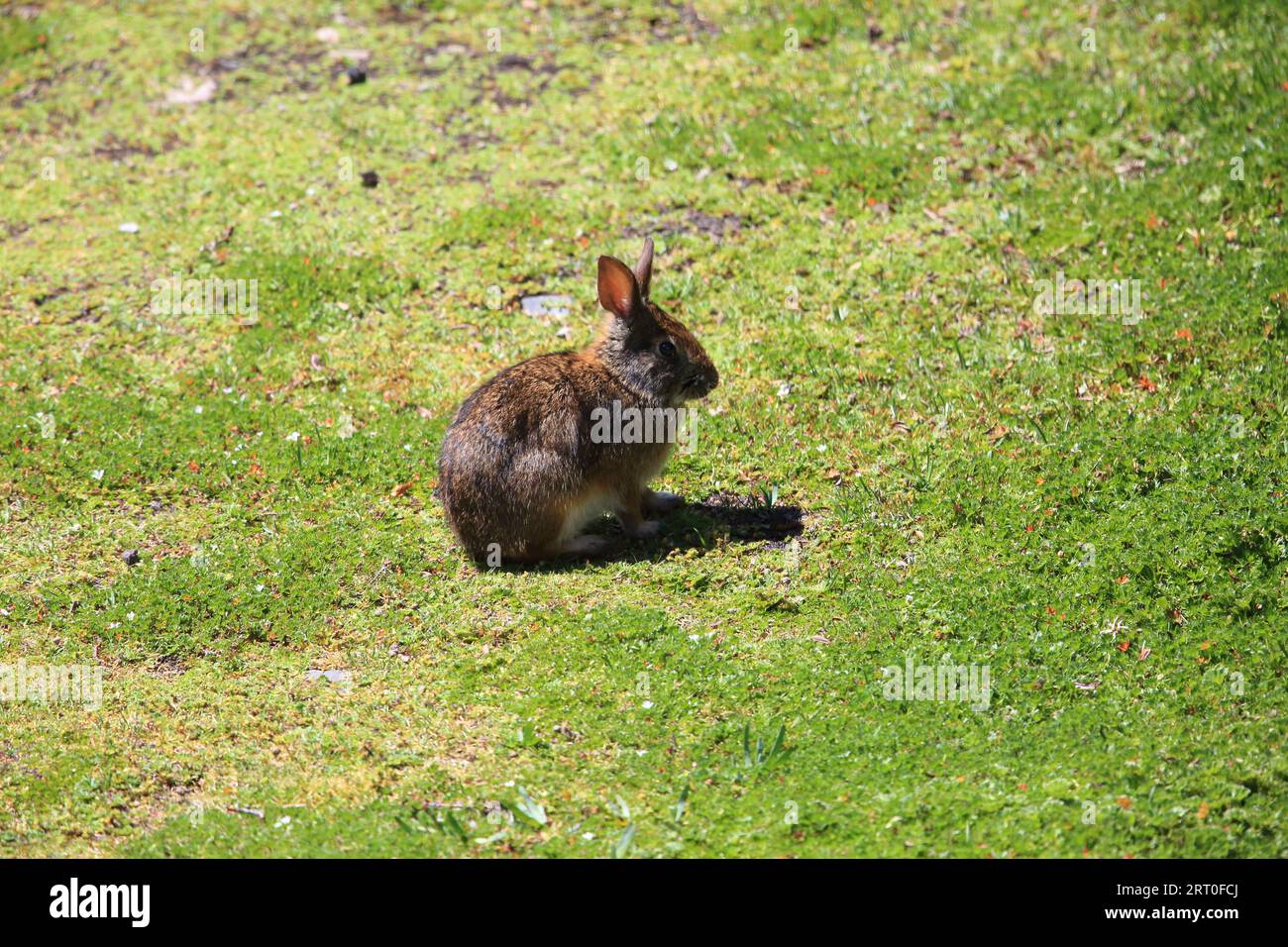 Il tapeti comune (Sylvilagus brasiliensis), noto anche come coda di cotone brasiliana, coda di cotone di foresta, o (precedentemente) semplicemente tapeti è una specie di co Foto Stock