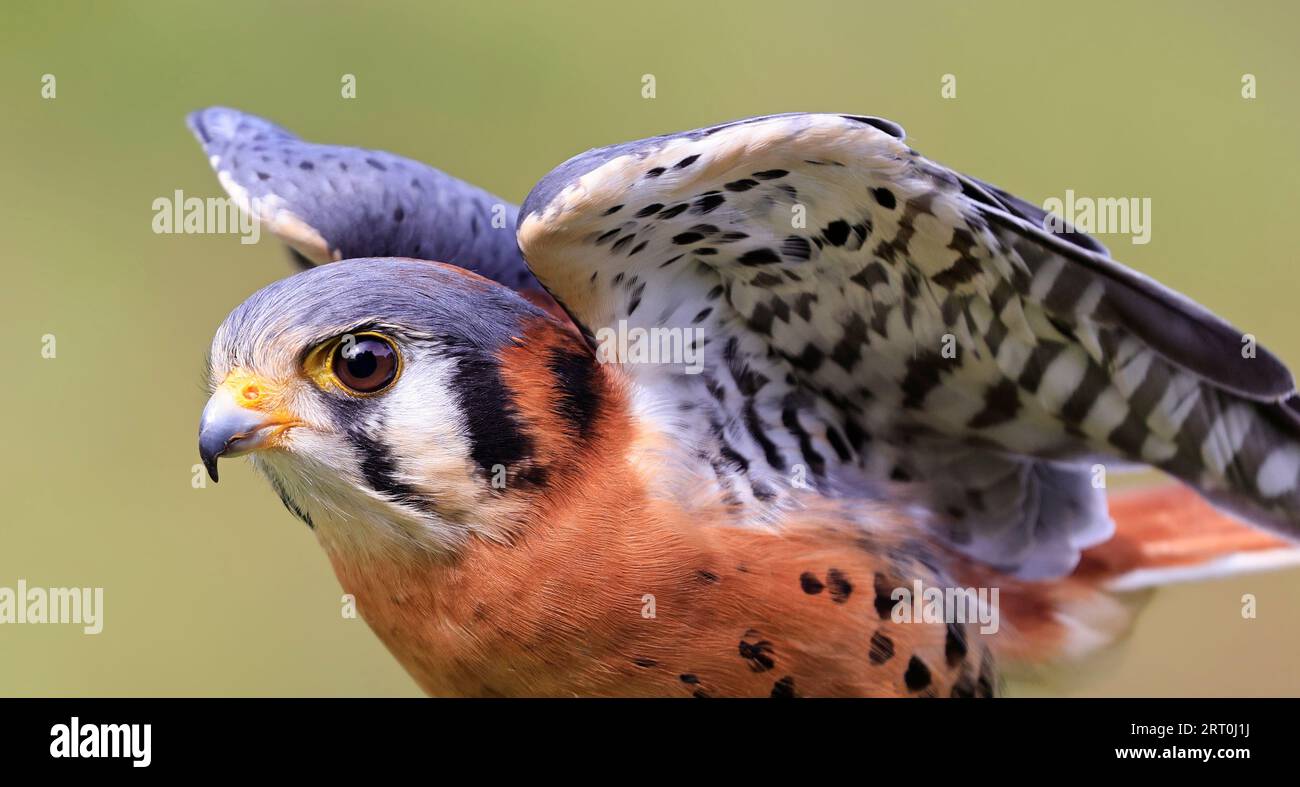 Primo piano di un Kestrel americano, Montreal, Canada Foto Stock