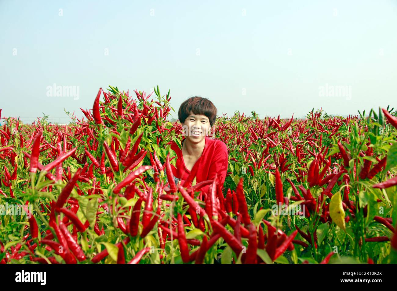 CONTEA DI LUANNAN, provincia di Hebei, Cina - 19 ottobre 2020: Gli agricoltori espongono peperoni appena raccolti in terreni agricoli, Cina settentrionale Foto Stock