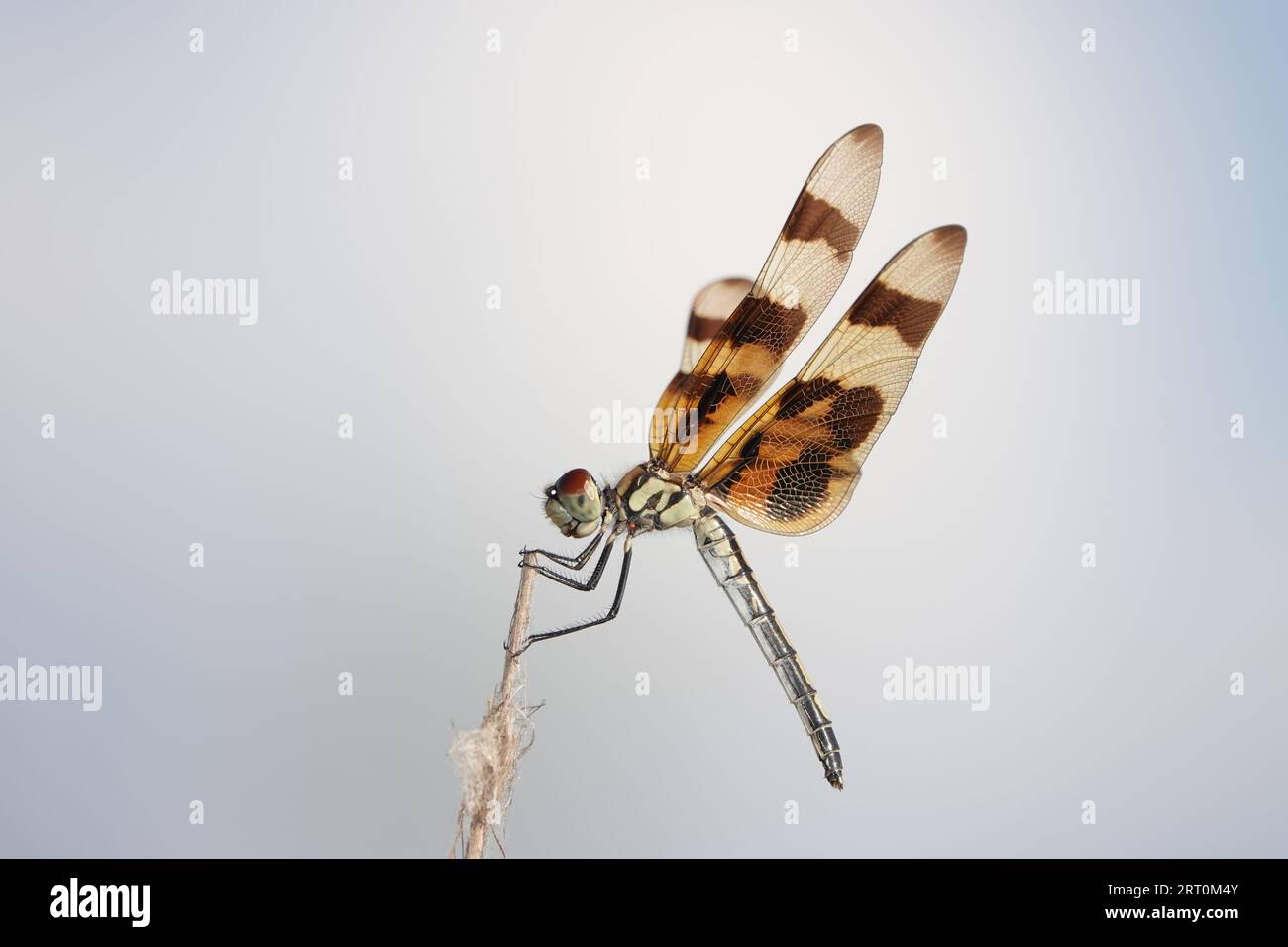 Dragonfly identificata come pennant di Halloween (Celithemis eponina) nel Parco Nazionale delle Everglades, Florida, USA Foto Stock