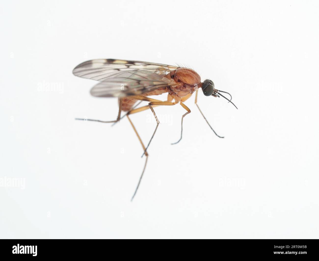 Gnat identificato come Sylvicola fenestralis - o Window Gnat - nello stato di Washington, Stati Uniti Foto Stock