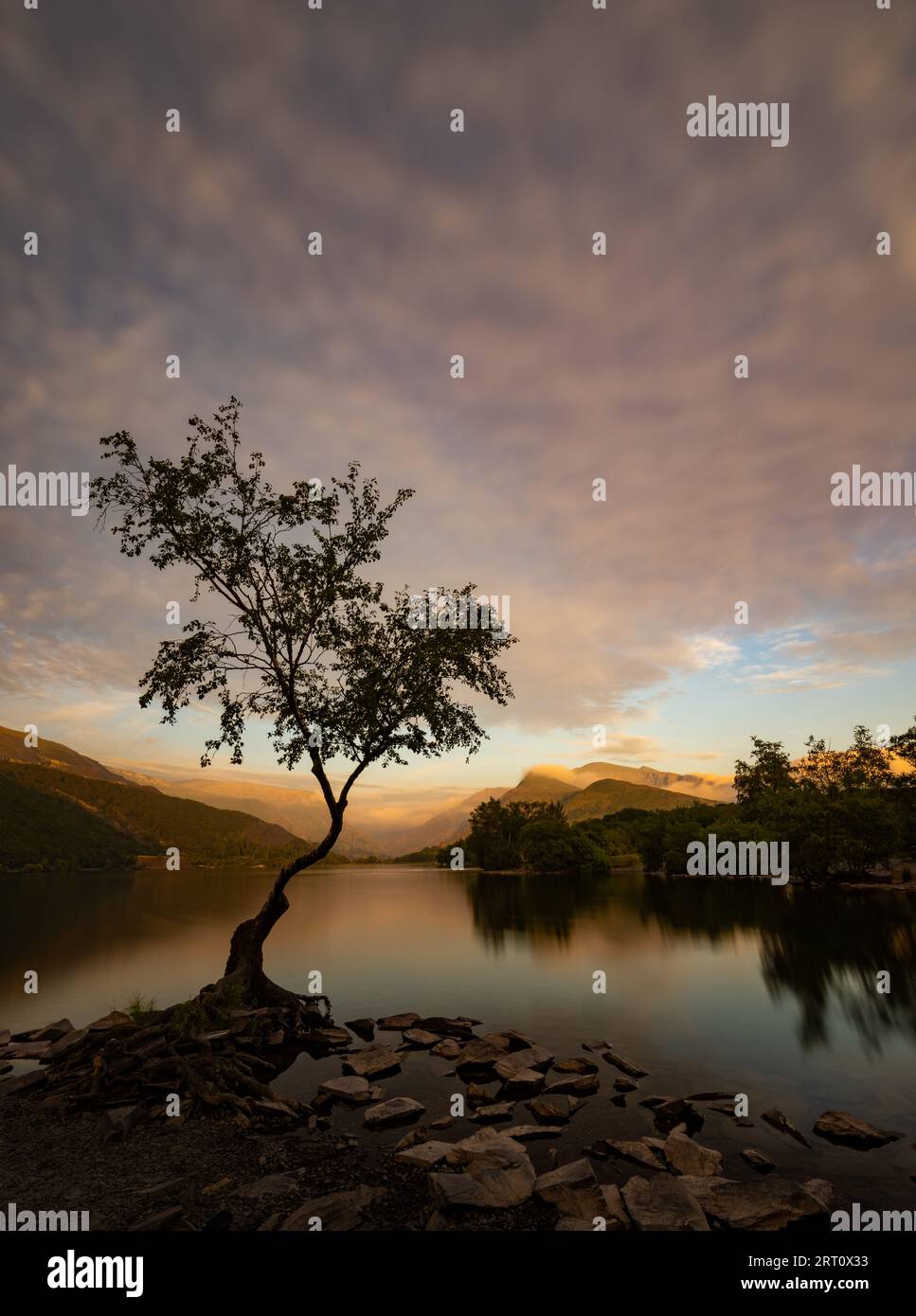 L'albero solitario di Llanberis si trova ai margini di Llyn Padarn, Llanberis, Snowdonia, Galles, Regno Unito Foto Stock