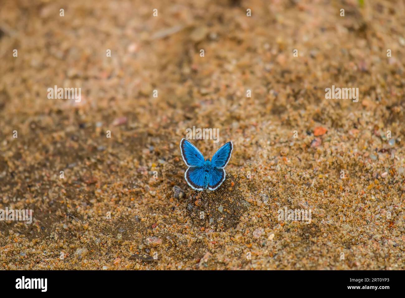 Farfalla blu comune (Polyommatus icarus) su terreni sabbiosi desolati tra le foreste taiga del Baltico orientale. Colorazione di riproduzione maschile Foto Stock