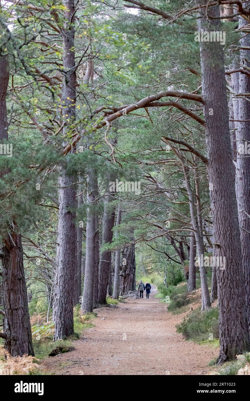 Passeggiate nei boschi intorno a loch an eilein nel Parco Nazionale di Cairngorms, Scozia, Regno Unito Foto Stock