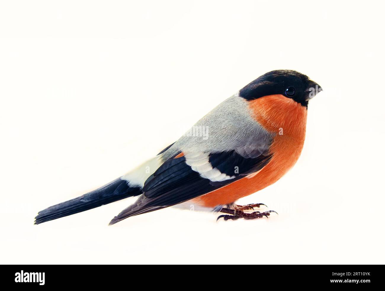 Maschio Eurasian Bullfinch (Pyrhula pirrhula). Isolato su sfondo bianco Foto Stock