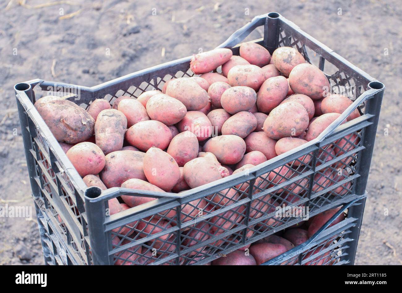 Patate rosse appena scavate in casse di plastica in un campo agricolo Foto Stock