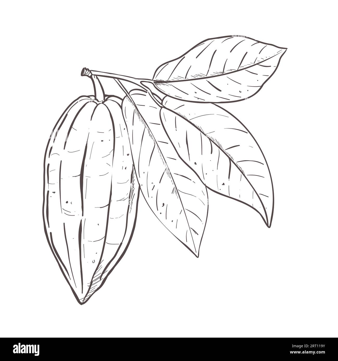 Illustrazione vettoriale di foglie di cacao e fagioli chiusi. Contorno nero della diramazione, disegno grafico. Per cartoline, decorazioni di design e composizione Illustrazione Vettoriale
