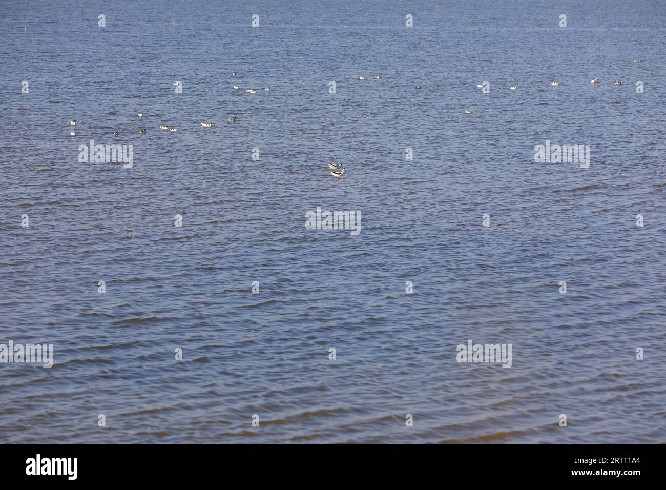 Uccelli che abitano le spiagge del Mare di Bohai, Cina del Nord Foto Stock