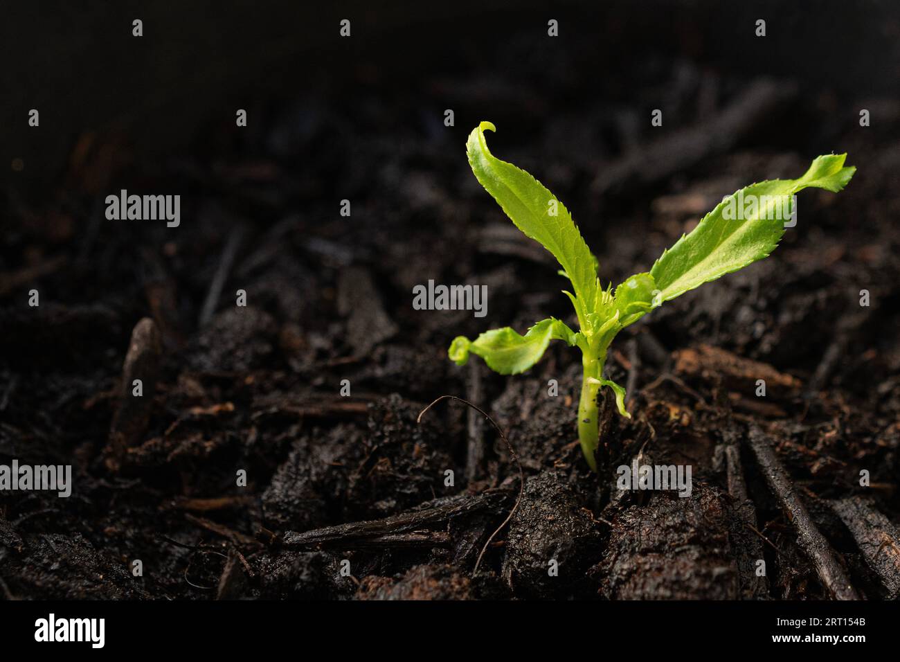 Il pesco germoglia nel terreno di inglobamento degli alberi Foto Stock