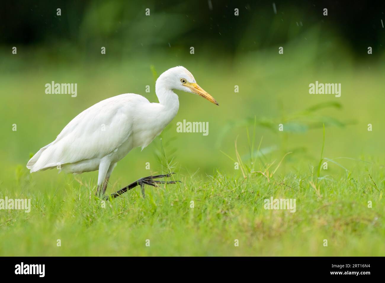 Primo piano di una grata di bestiame a piedi (bubulcus ibis) con sfondo verde durante la primavera in una giornata di sole Foto Stock