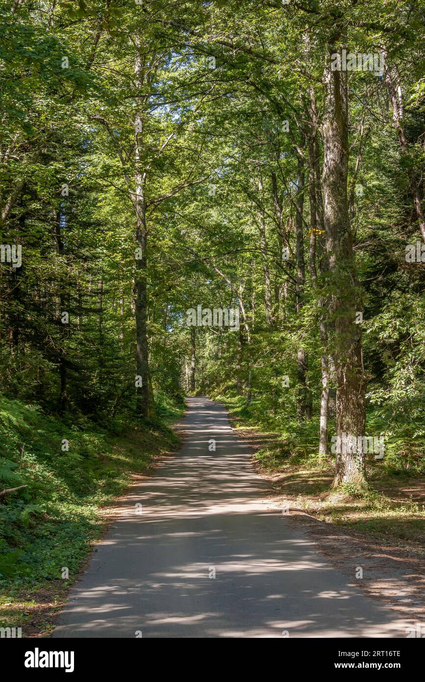 Una strada attraversa il parco Pizzorne, Lucca, Italia, in una calda giornata estiva Foto Stock
