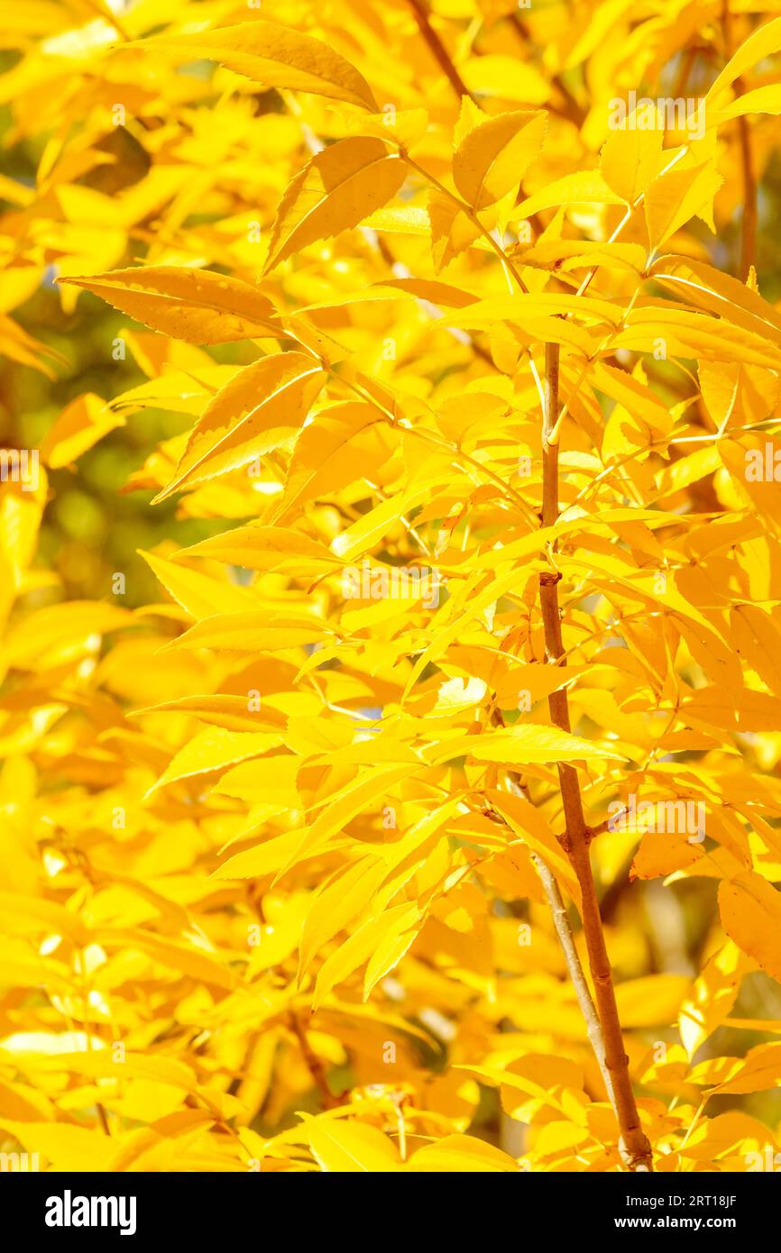 primo piano delle foglie gialle di frassino in autunno Foto Stock