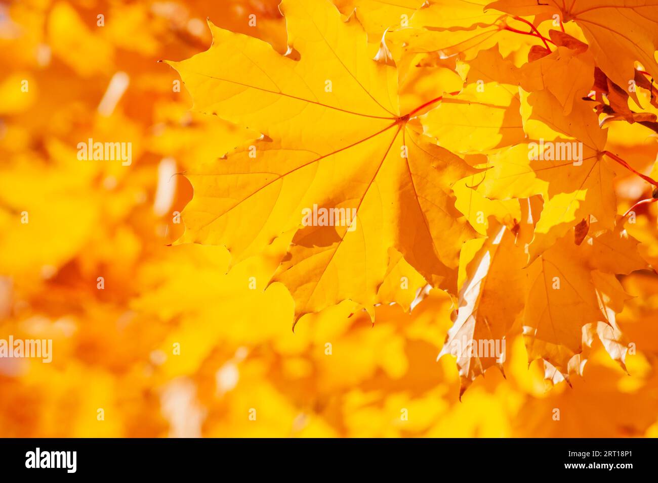 Close up di giallo acero foglie a cadere Foto Stock