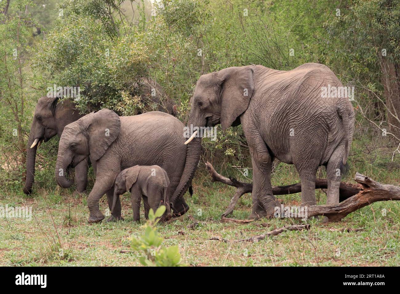 Elefante africano (Loxodonta africana), adulto, femmina, madre, giovane, Group, Sabi Sand Game Reserve, Kruger National Park, Sudafrica Foto Stock