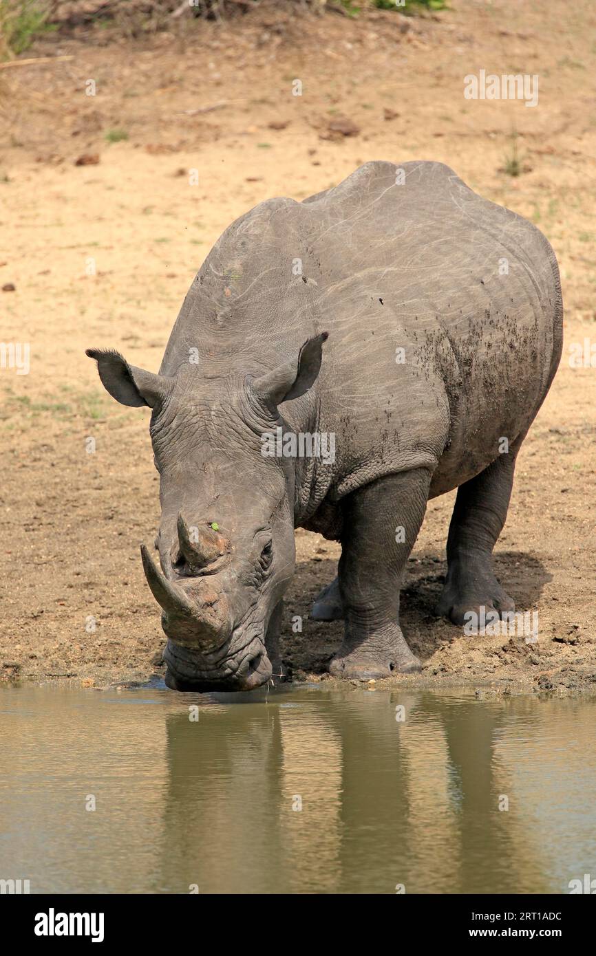 Rinoceronte bianco (Ceratotherium simum), adulto, in acqua, bere, Sabi Sand Game Reserve, Kruger National Park, Sudafrica Foto Stock