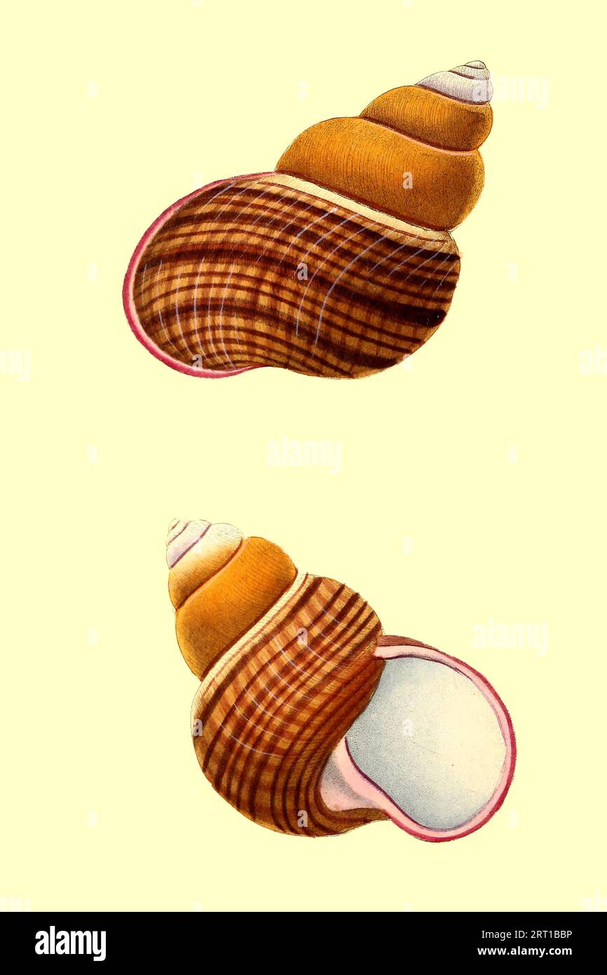 Helicostyla pithogaster qui come Helix Pythogaster, Pythogaster Snail Coloured Plate del ' deposito del naturalista, o, miscellany mensile di esotica storia naturale di Donovan, E. (Edward), 1768-1837 volume 3 1825 composto da piatti elegantemente colorati con adeguate indicazioni scientifiche e generali dei più curiosi, scarsi, e bellissime produzioni della natura che sono state recentemente scoperte in varie parti del mondo gli ultimi miglioramenti nei vari dipartimenti scientifici più importanti scoperte di quadrupedi, uccelli, pesci, insetti, conchiglie, produzioni marine, e eve Foto Stock