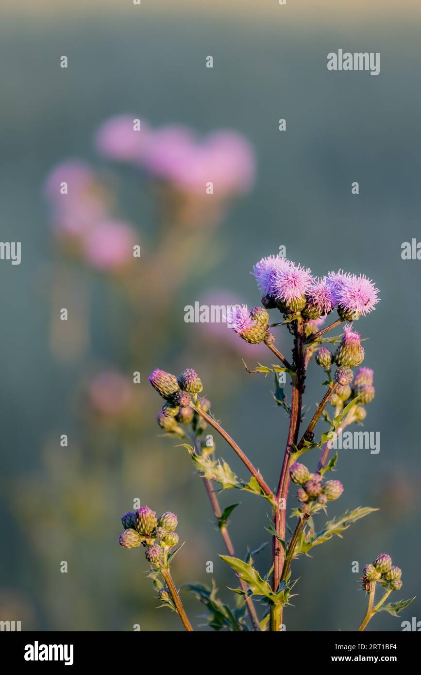 Fiori di cardo rosa in estate Foto Stock