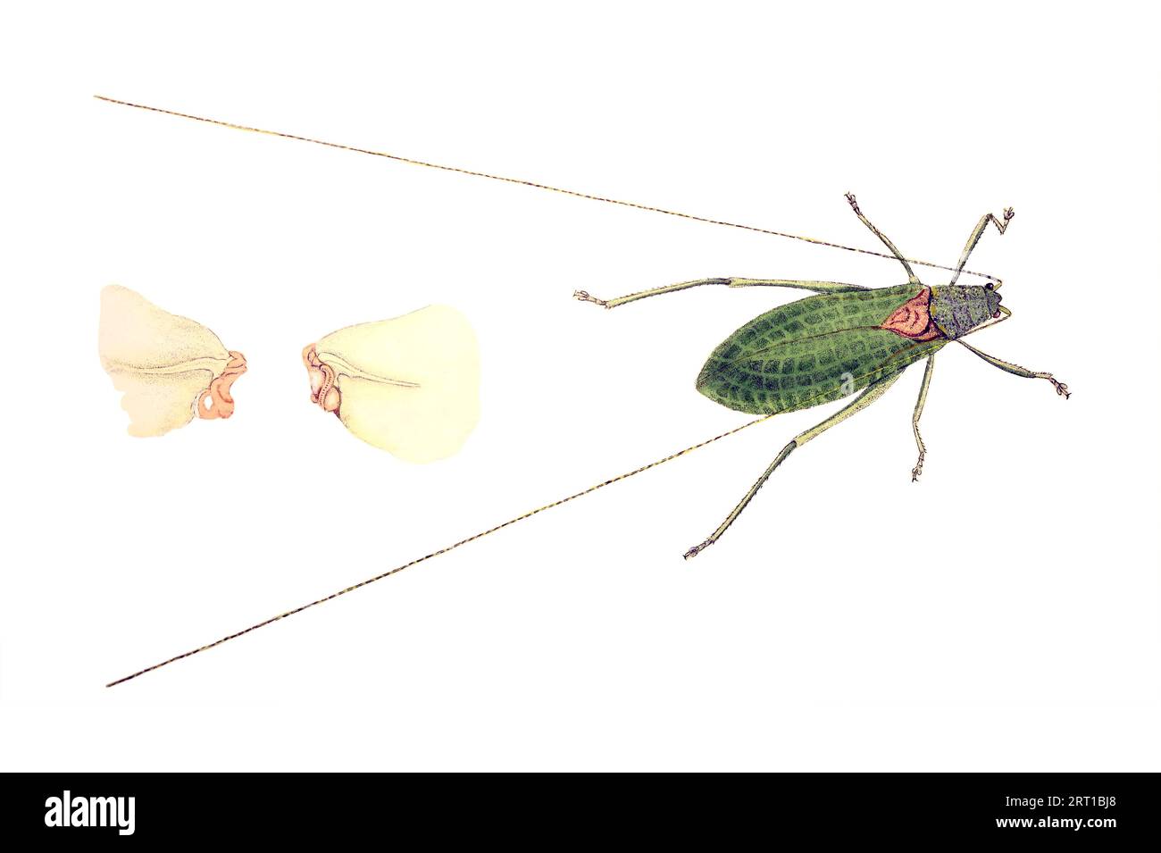 Locusta Camellifolia , shock Locust, male Pterophylla camellifolia, il vero katydid comune, è un insetto nordamericano comune della famiglia Tettigoniidae (katydidi). All'interno dei Tettigoniidae, appartiene alla sottofamiglia Pseudophyllinae (veri katydidi). Altri nomi comuni includono il vero katydid settentrionale e la placca colorata di katydid alata ruvida da ' The Naturalist's Repository, o, miscellany mensile di storia naturale esotica di Donovan, E. (Edward), 1768-1837 volume 4 1826 composto da piatti elegantemente colorati con appropriate indicazioni scientifiche e generali dei più curiosi, scarchi Foto Stock