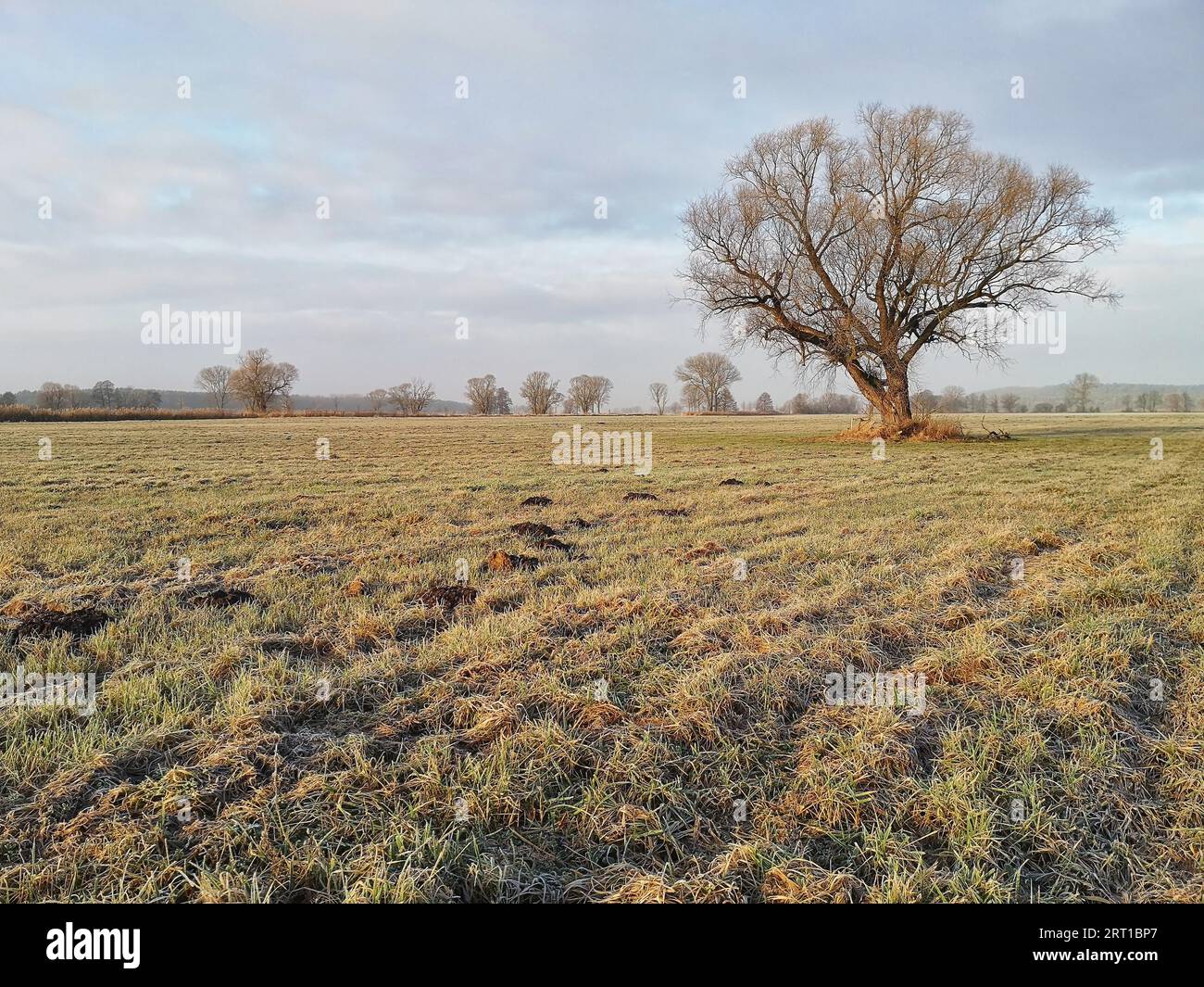 Albero solitario in un campo d'inverno Foto Stock