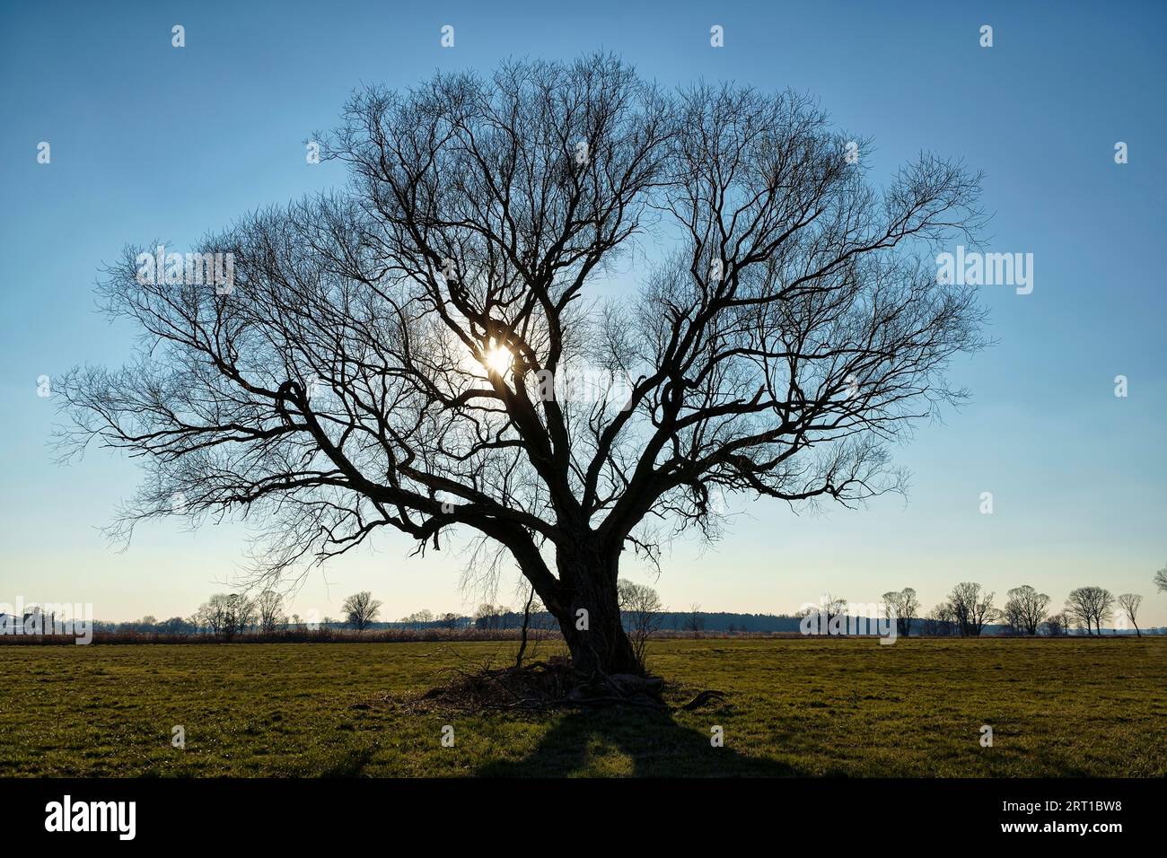 Albero solitario in un campo d'inverno Foto Stock