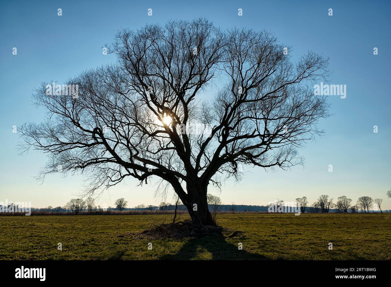 Albero solitario in un campo d'inverno Foto Stock