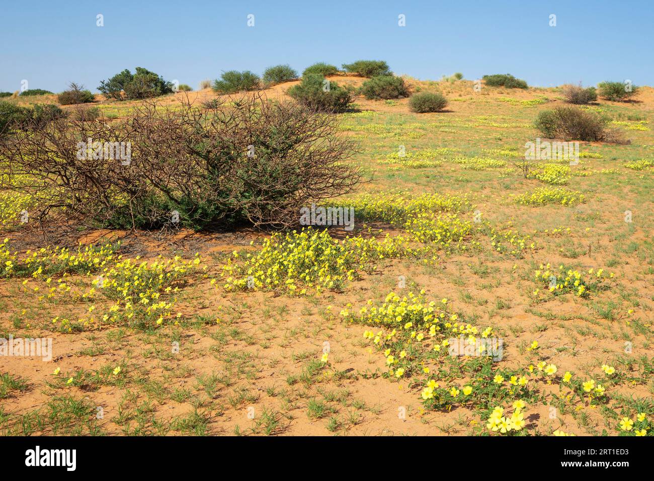 Yellow devil's Thorn (Tribulus zeyheri) fiorisce su una duna di sabbia coltivata a erba durante la stagione delle piogge. Deserto del Kalahari. Parco transfrontaliero di Kgalagadi Foto Stock