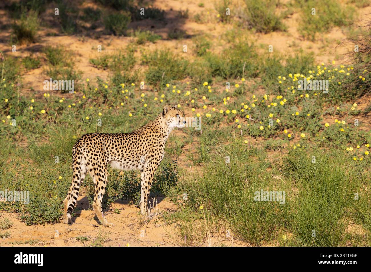 Cheetah (Acinonyx jubatus). Donna. Sto cercando delle prede. Durante la stagione delle piogge con fiori gialli del diavolo (Tribulus zeyheri), Kalahari Foto Stock