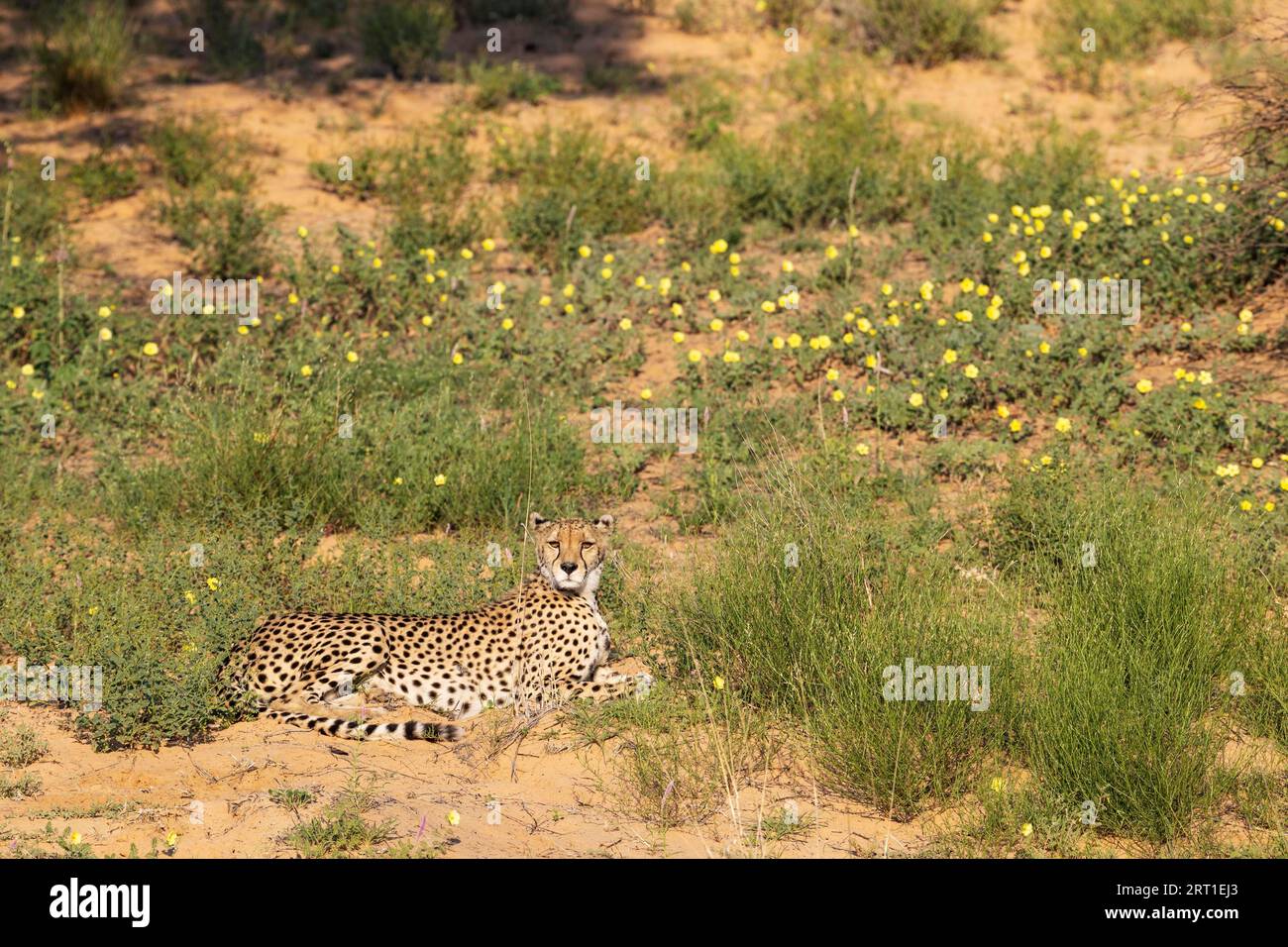 Cheetah (Acinonyx jubatus). Donna. Riposante. Durante la stagione delle piogge con fiori gialli del diavolo (Tribulus zeyheri), deserto del Kalahari Foto Stock