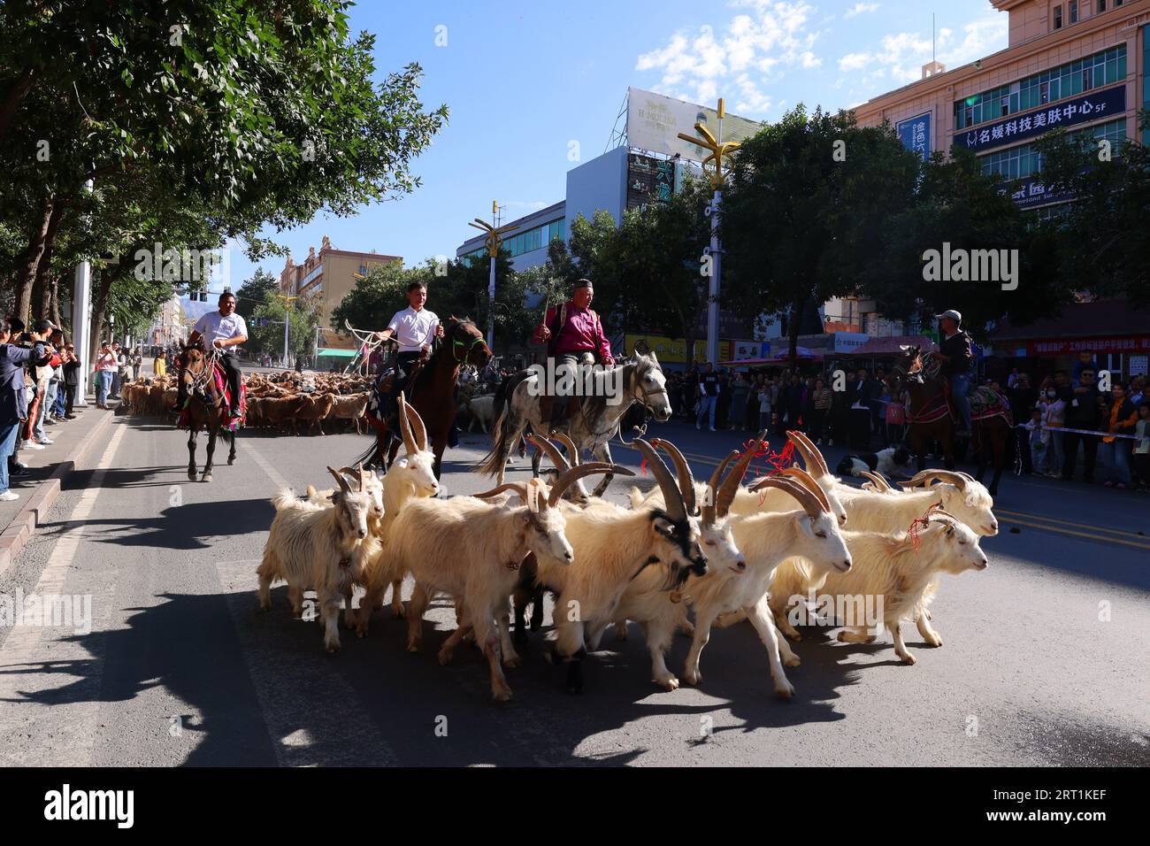 ALTAY, CINA - 10 SETTEMBRE 2023 - i pastori guidano cammelli e pecore per mostrare l'attività di trasformazione culturale nomade nell'area urbana di Altay, Xi Foto Stock