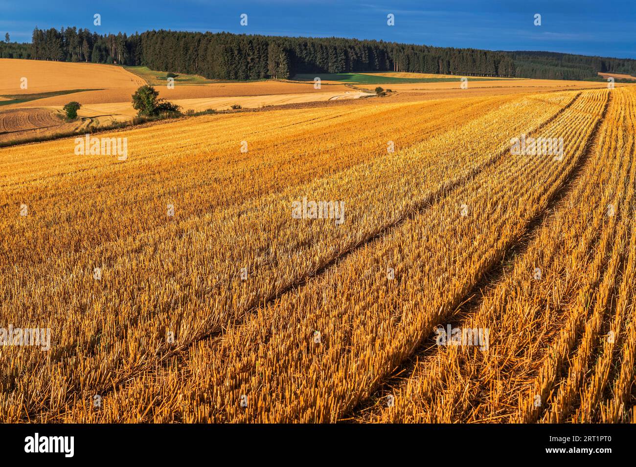 Campi stoppie Foto Stock