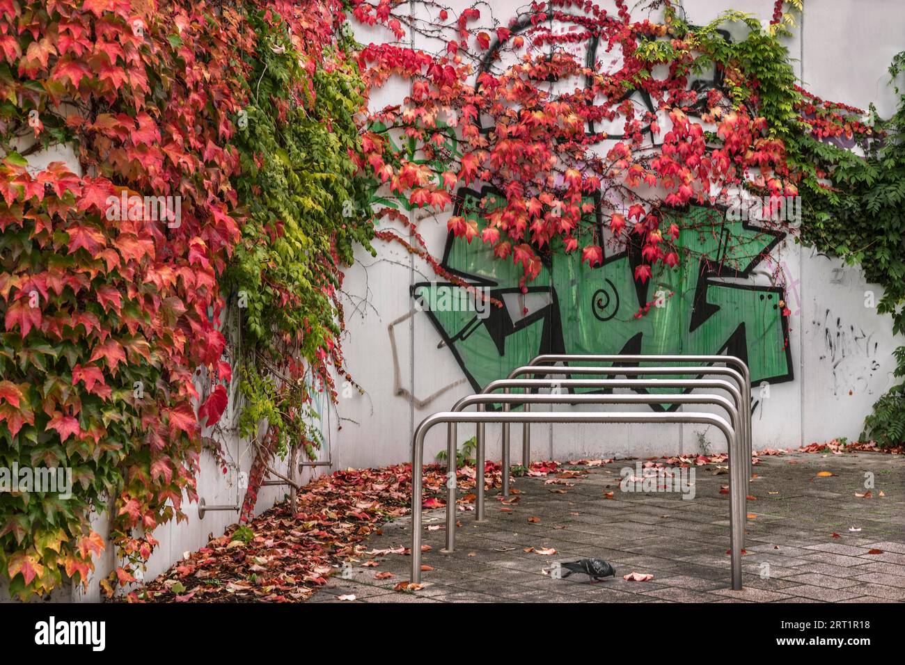 Centro città di Chemnitz - il piccione tra i parcheggi per biciclette Foto Stock