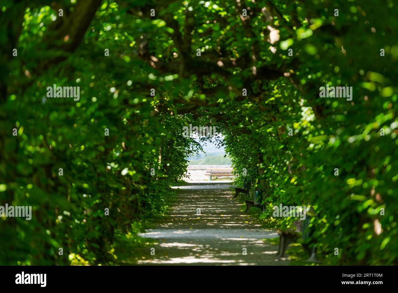 Bella parkway nel giardino del castello con foglie verdi e punti luce che creano un'ombra fresca durante il caldo giorno estivo Foto Stock