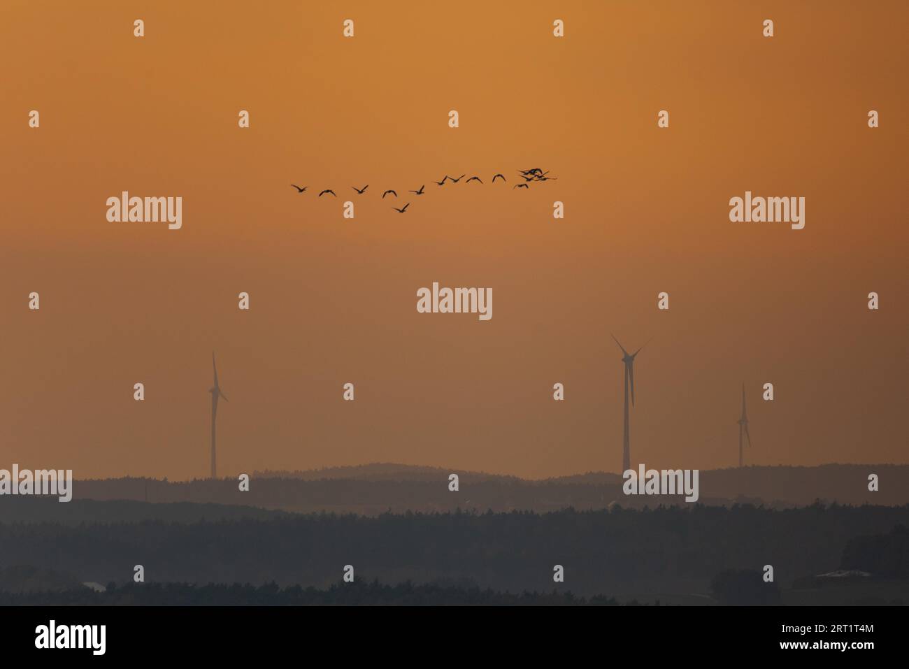 Sciame di oche in aria sorvolando colline con motori eolici in giallo foschia che migrano a sud per l'inverno Foto Stock