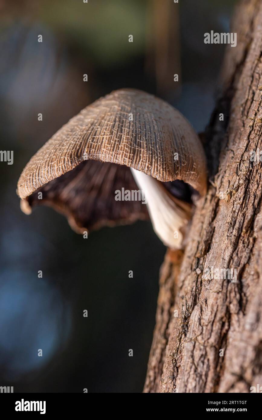 Elminto dalle foglie rosa su un ceppo di alberi Foto Stock