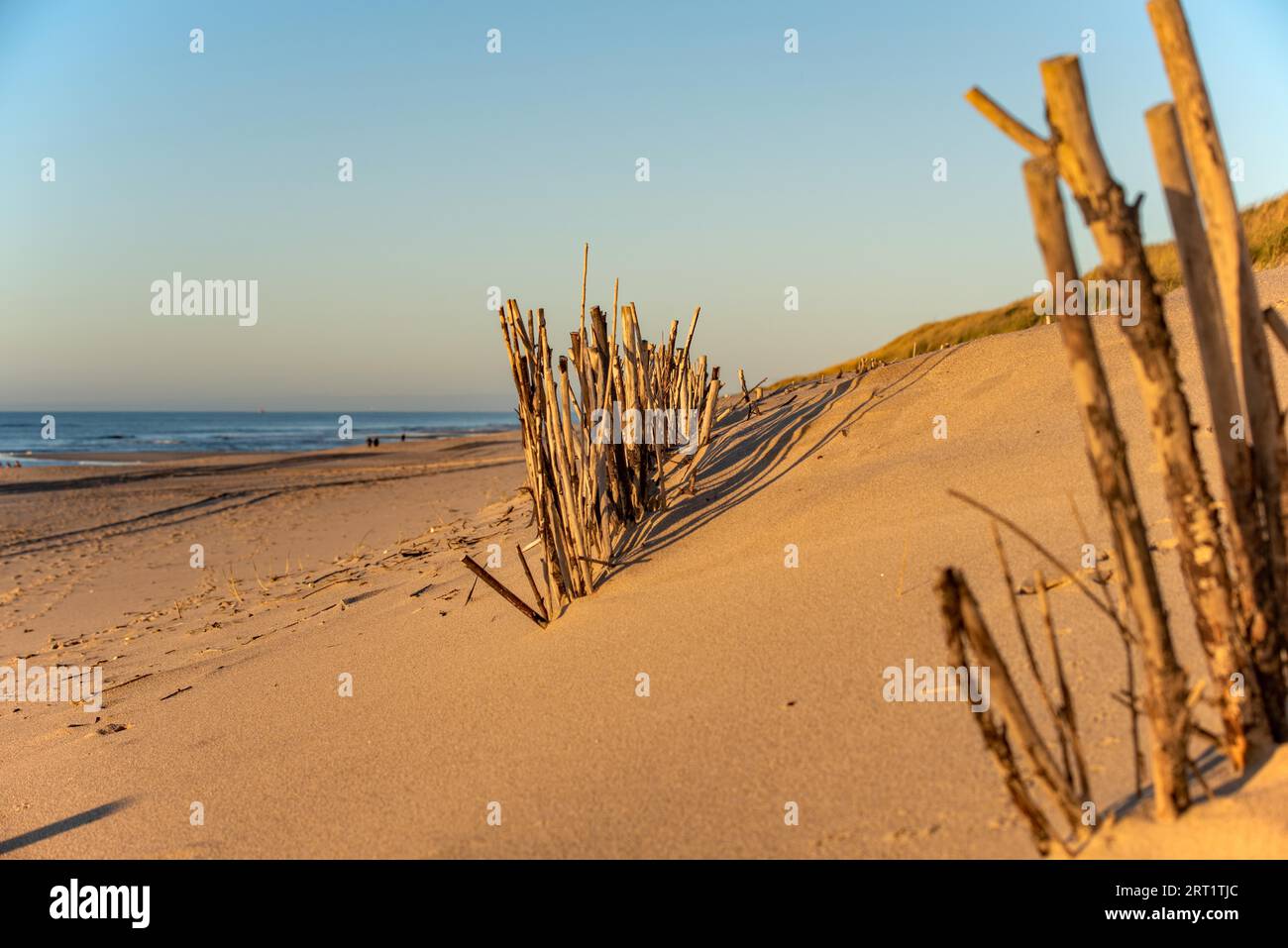 File di bastoncini per la protezione delle dune Foto Stock