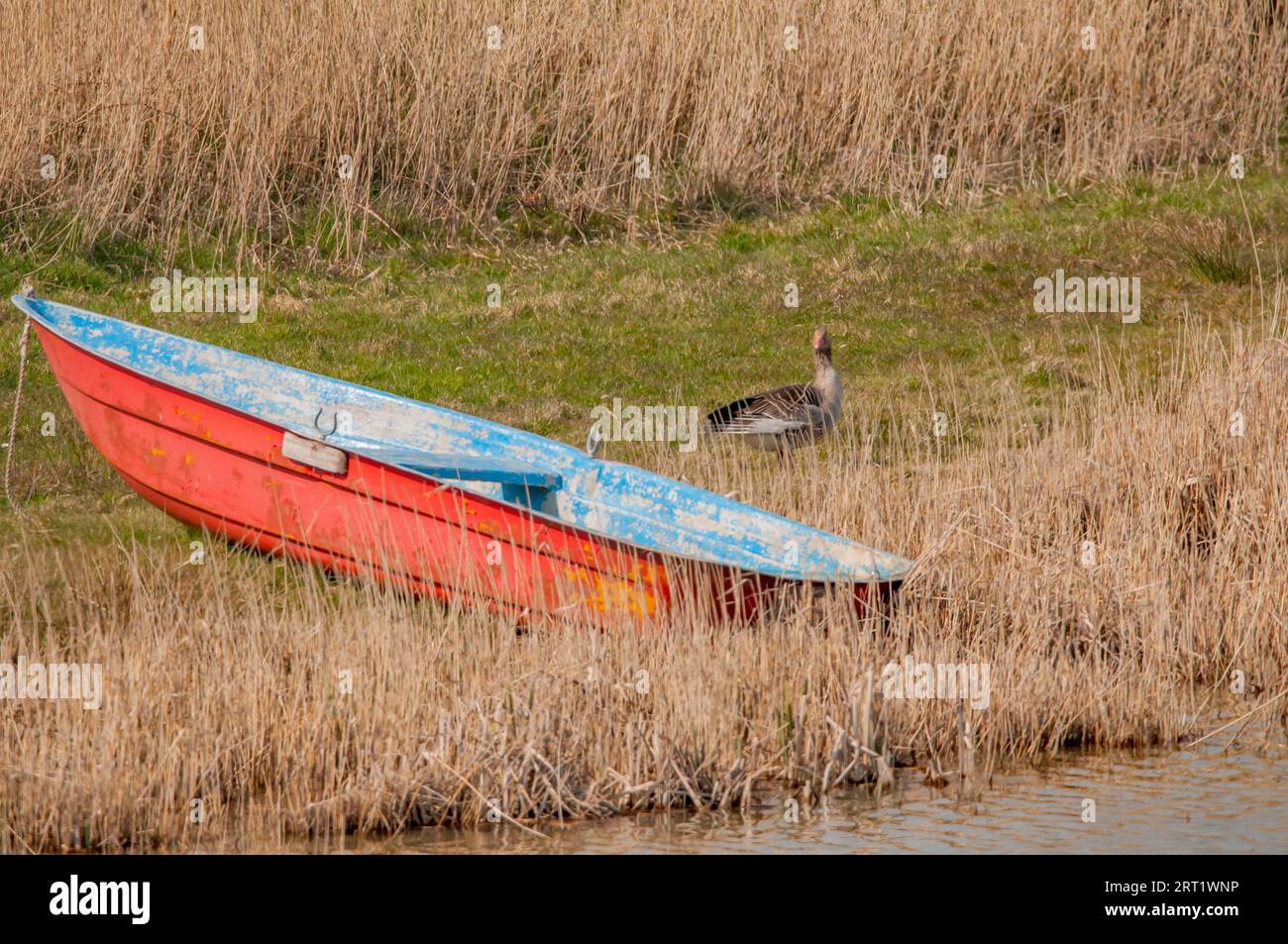 Barca a remi rossa sulla riva Foto Stock