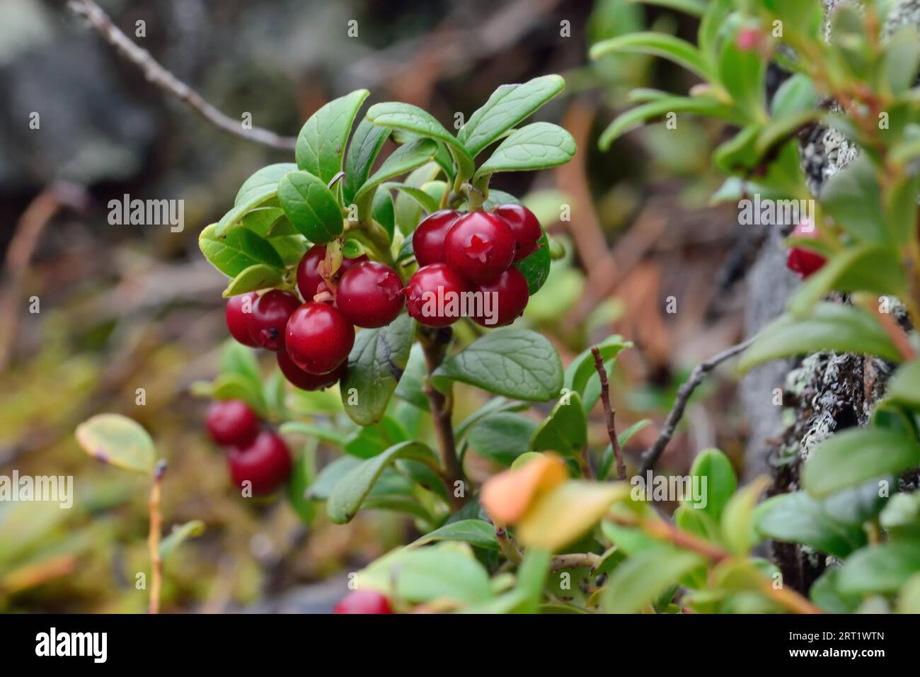 Frutti di bosco rossi maturi di un cowberry da vicino alla luce del sole Foto Stock