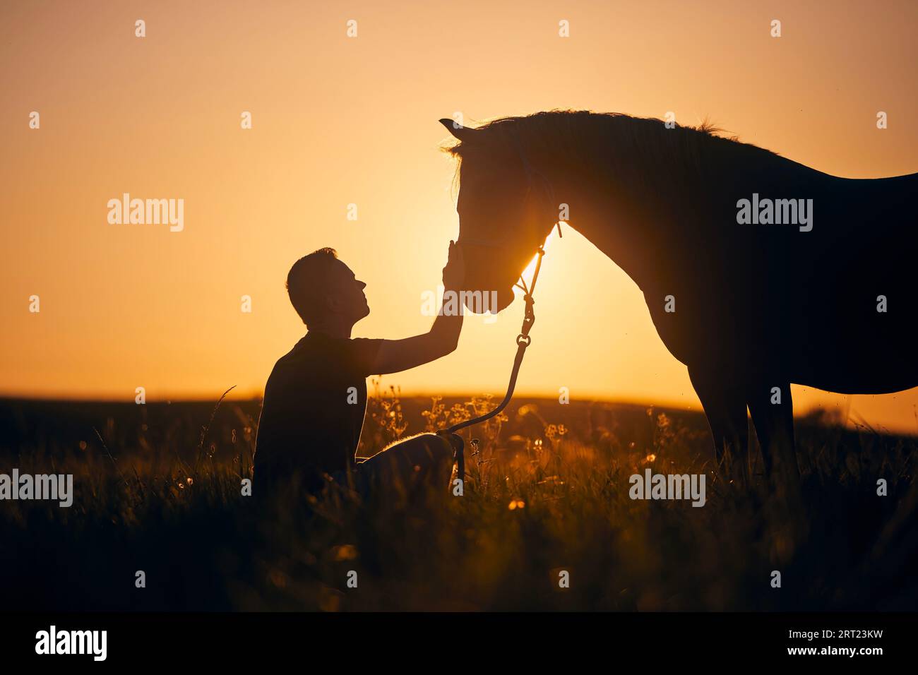 Silhousette dell'uomo mentre accarezza il cavallo terapeutico sul prato al tramonto. Temi ippoterapia, cura e amicizia tra persone e animali. Foto Stock