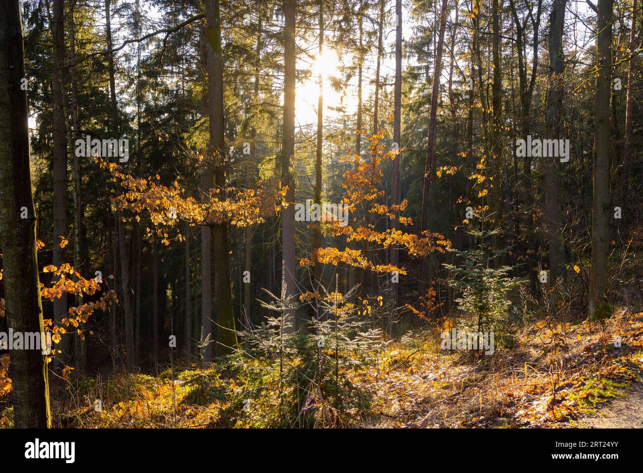Sole primaverile al Gamrig, nella Svizzera sassone Foto Stock