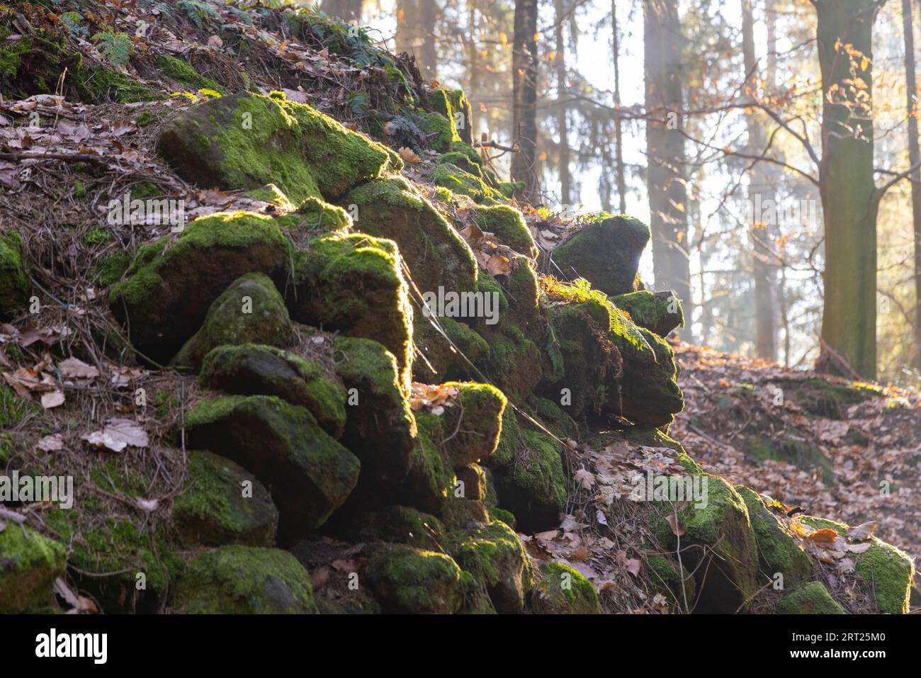 Sentiero escursionistico attraverso lo Schiessgrund nella zona di Schrammstein, nella Svizzera sassone Foto Stock