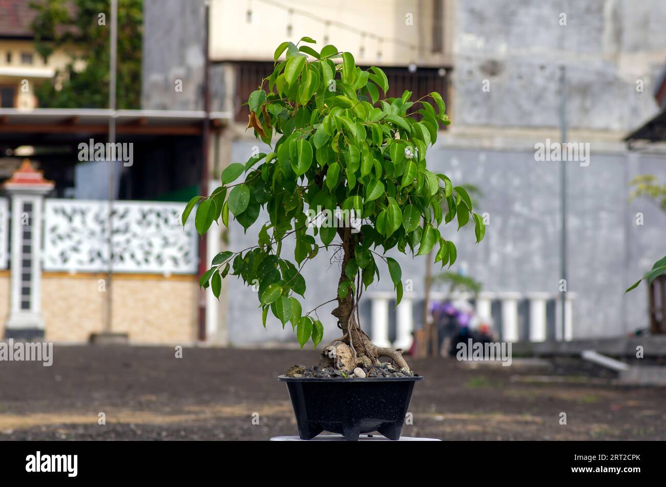 Fico piangente, albero bonsai Ficus benjamina, nel cortile posteriore. Foto Stock